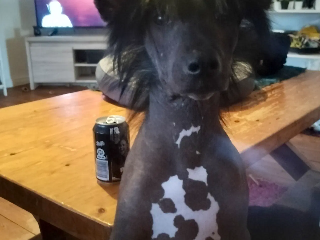 Billede 5 - Chinese crested hanhund med dkk stamtavle 