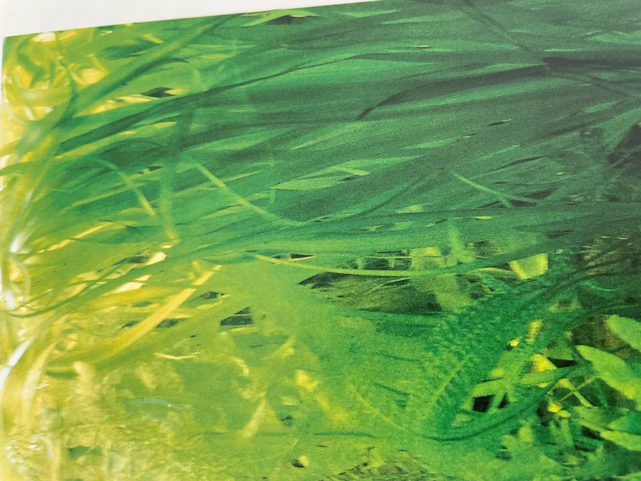 Billede 8 - Akvarie Bogen 