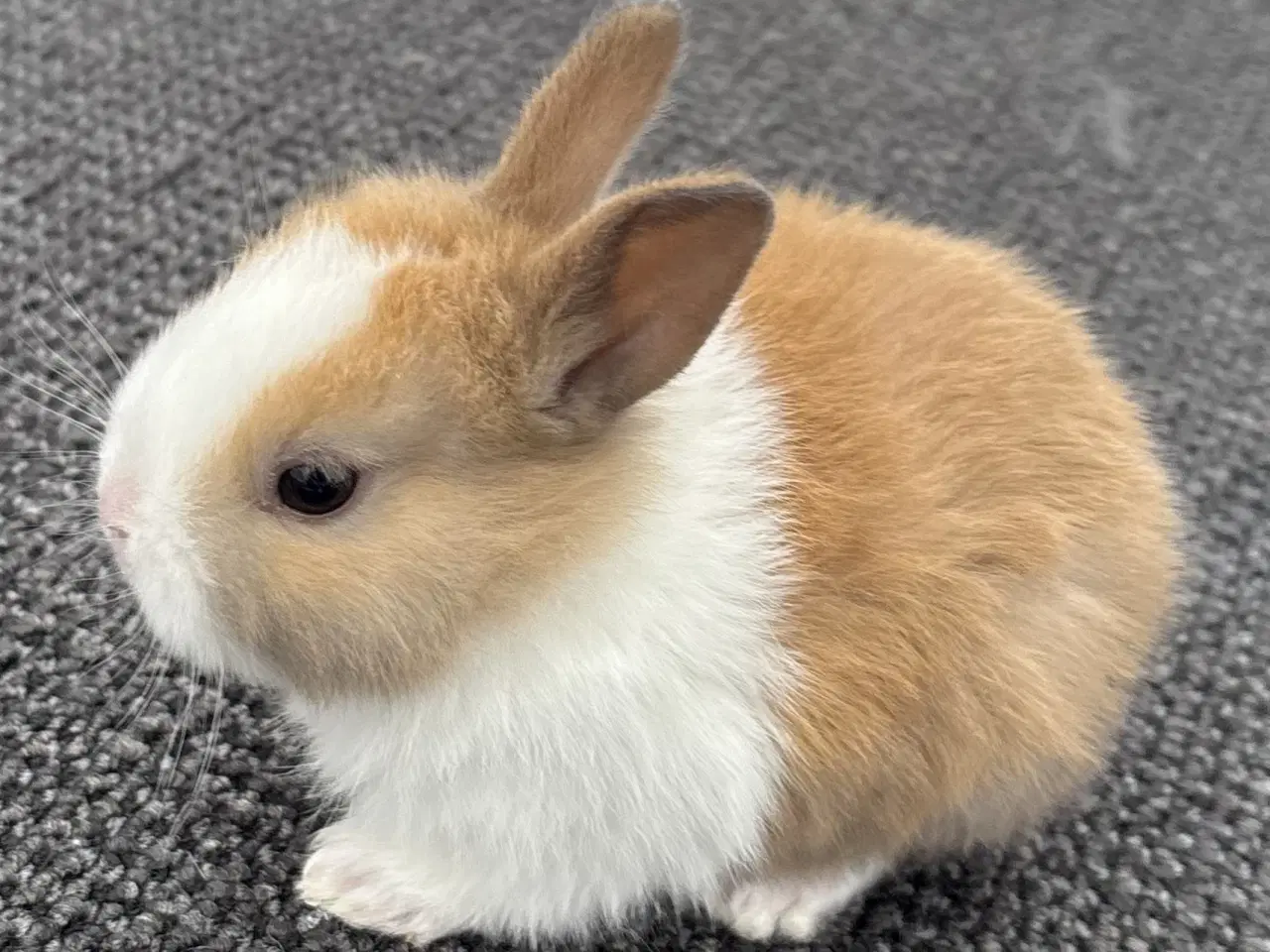 Billede 5 - HOLLÆNDER HAN MADAGASCAR