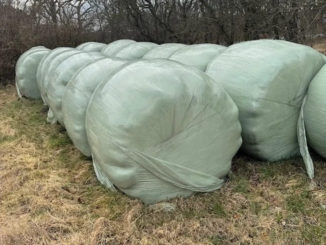 Billede 1 - Økologisk wraphø