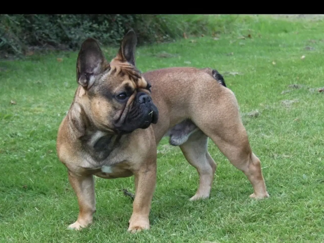 Billede 3 - Fransk Bulldog, Hanhund, 2 år 