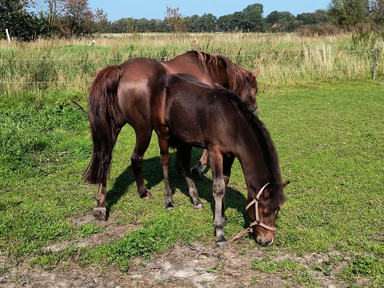 Billede 2 - New Forest hingst 