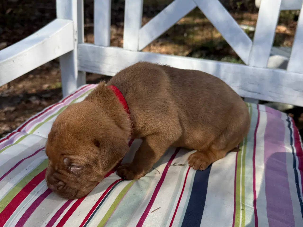 Billede 3 - Smukke fransk mastiff/Dogue de Bordeaux hvalpe 🐾