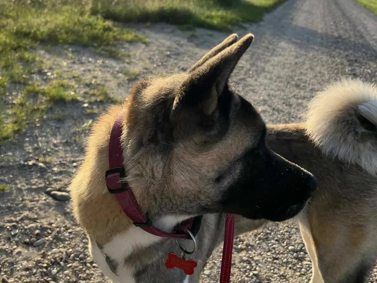 Billede 1 - Amerikansk Akita søger nyt kærligt hjem