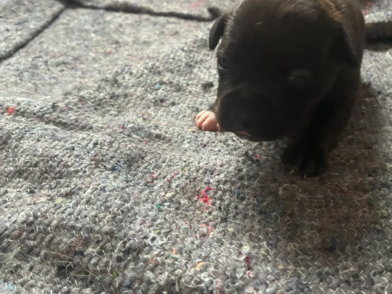 Billede 6 - 4 hvalpe staff 