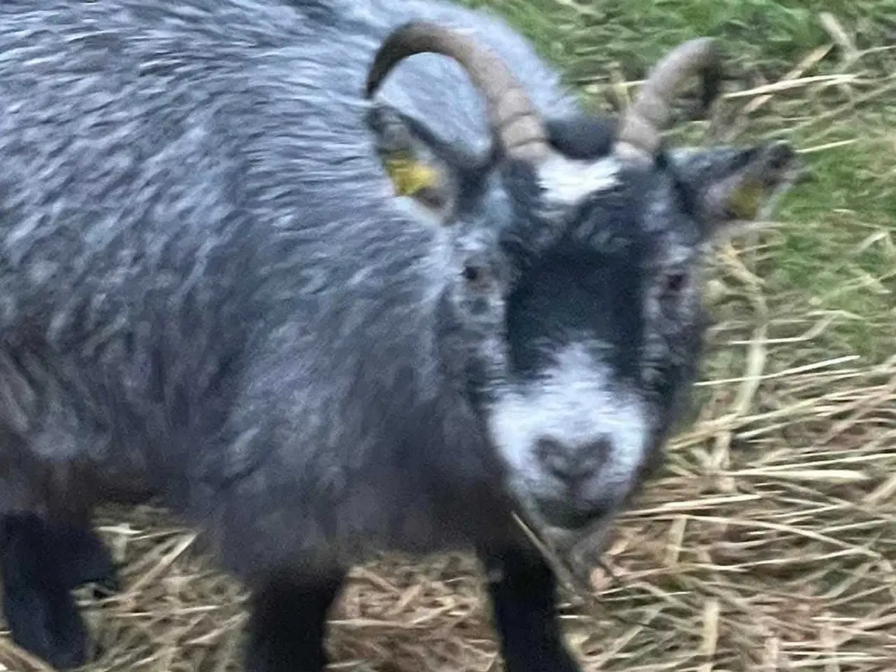 Billede 2 - 2 stk Dværggeder