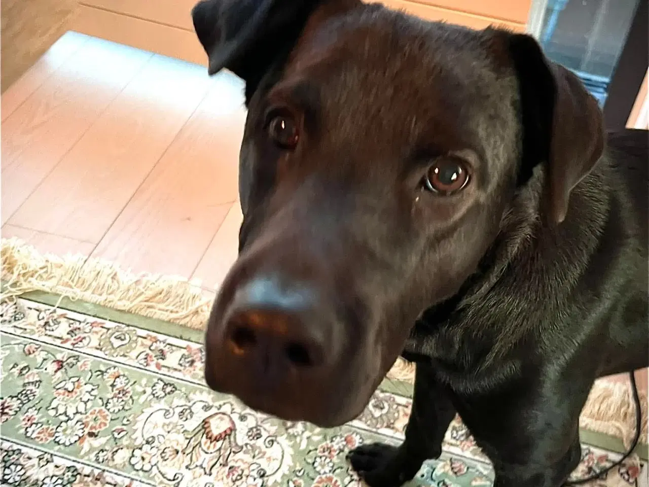 Billede 1 - Sødeste Bennie leder efter sin nye familie 💝🏡 