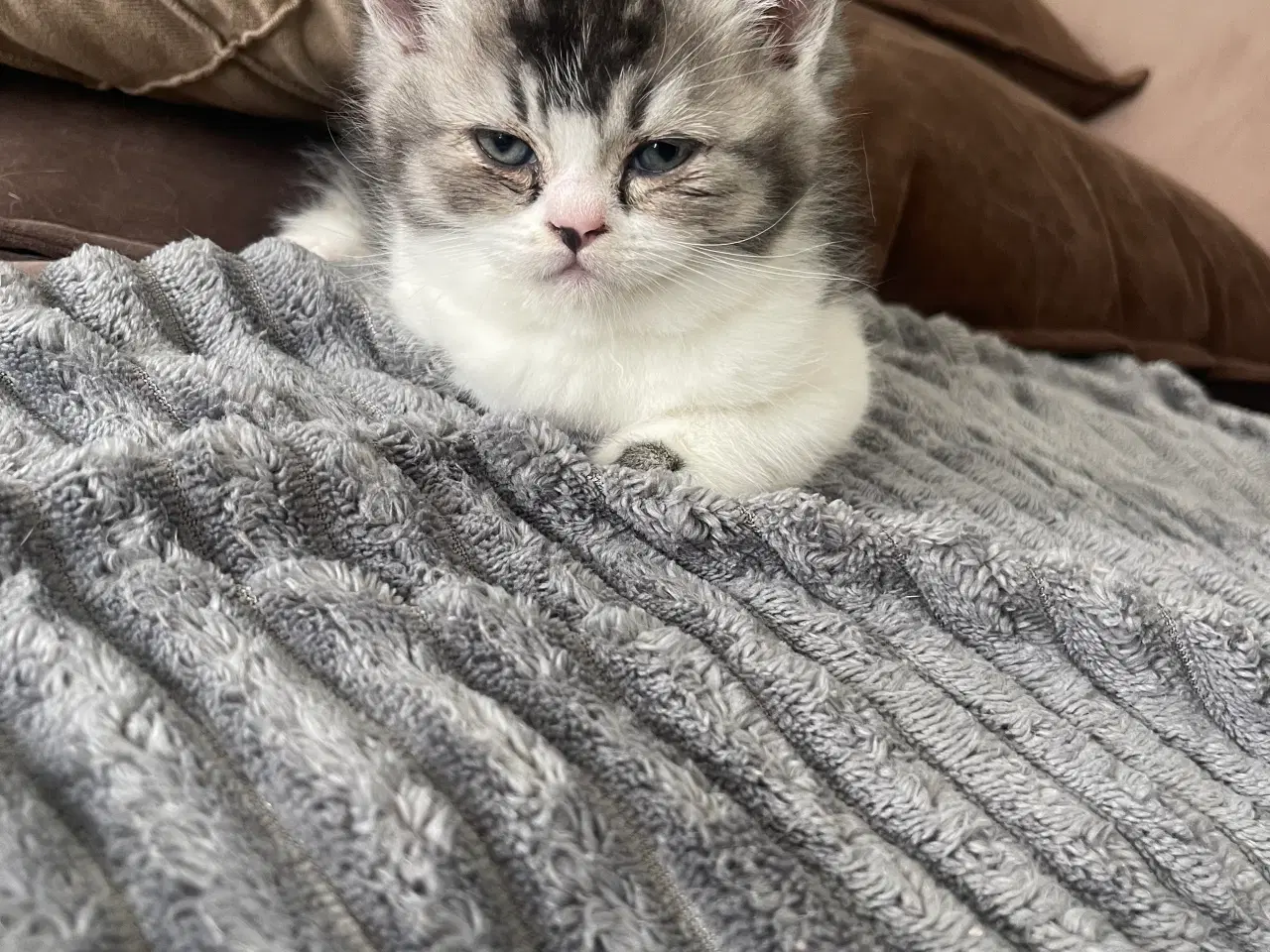 Billede 10 - british shorthair