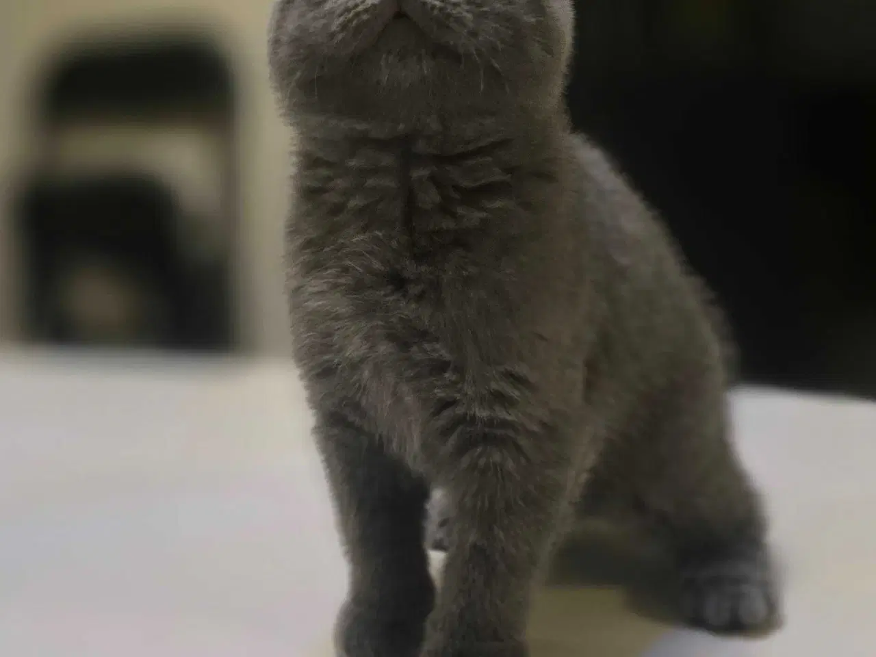 Billede 1 - 3 skønne kattekillinger 