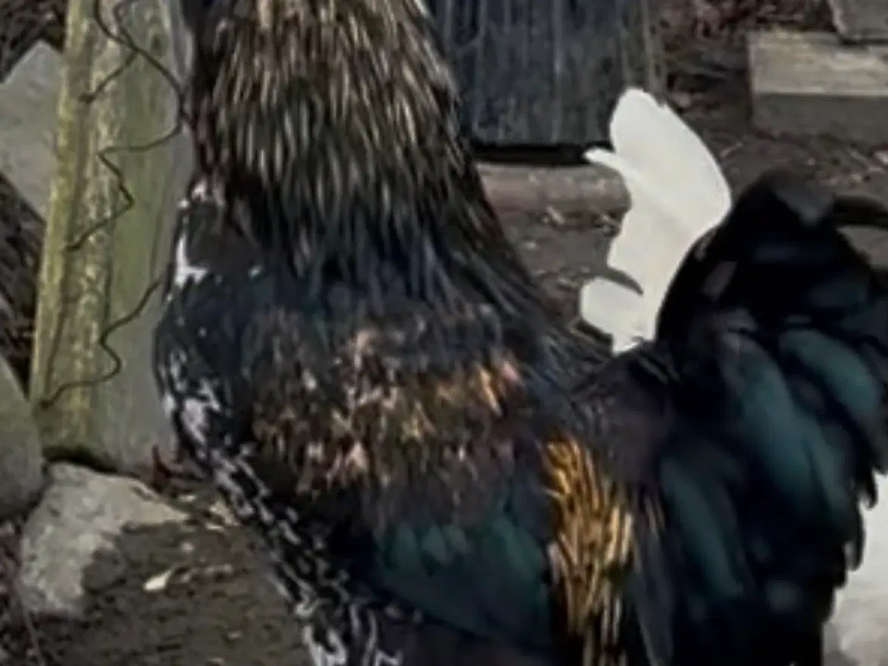 Billede 4 - Flot anderledes Special hane