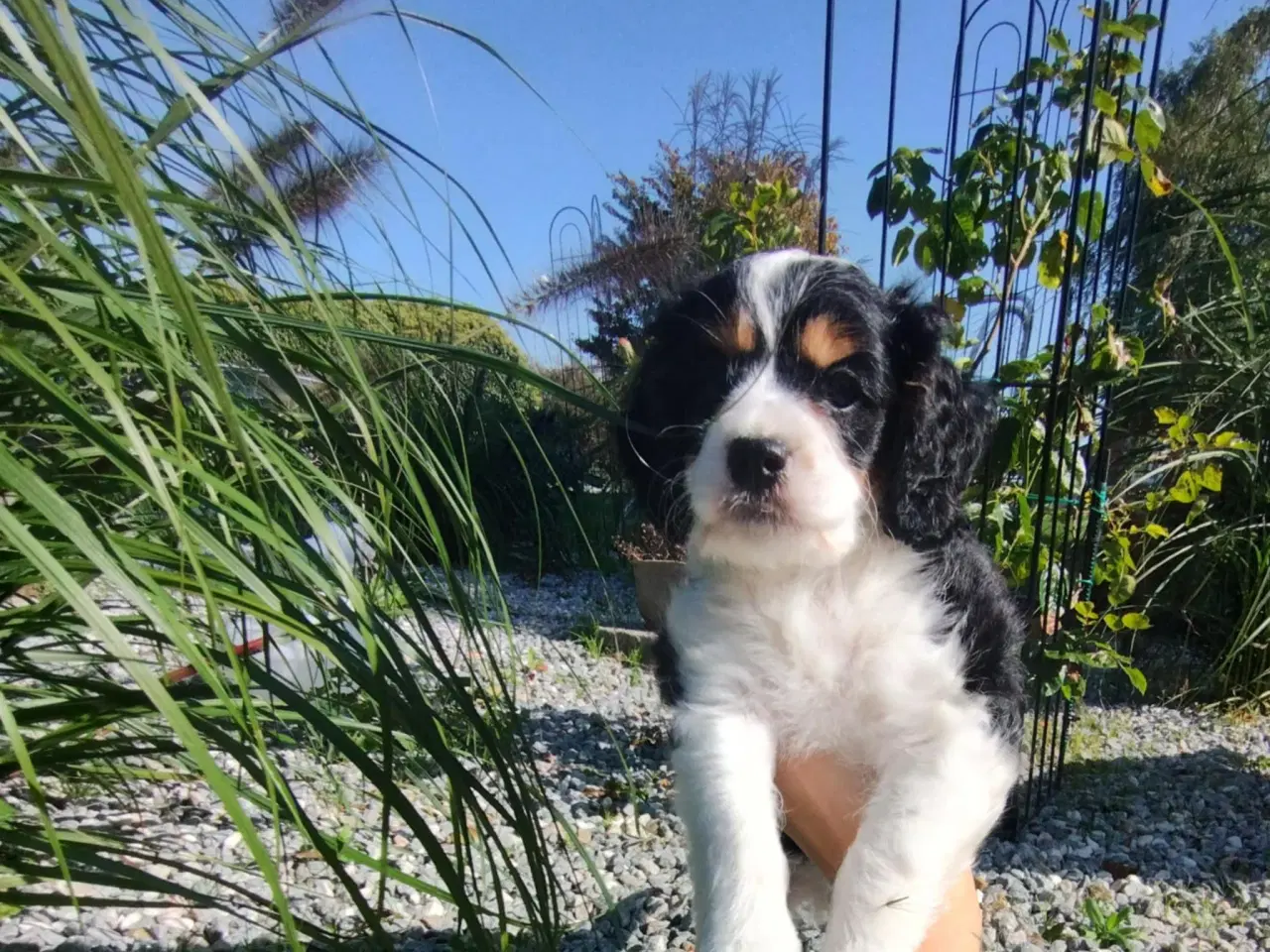 Billede 2 - Søde cavapoo hvalpe