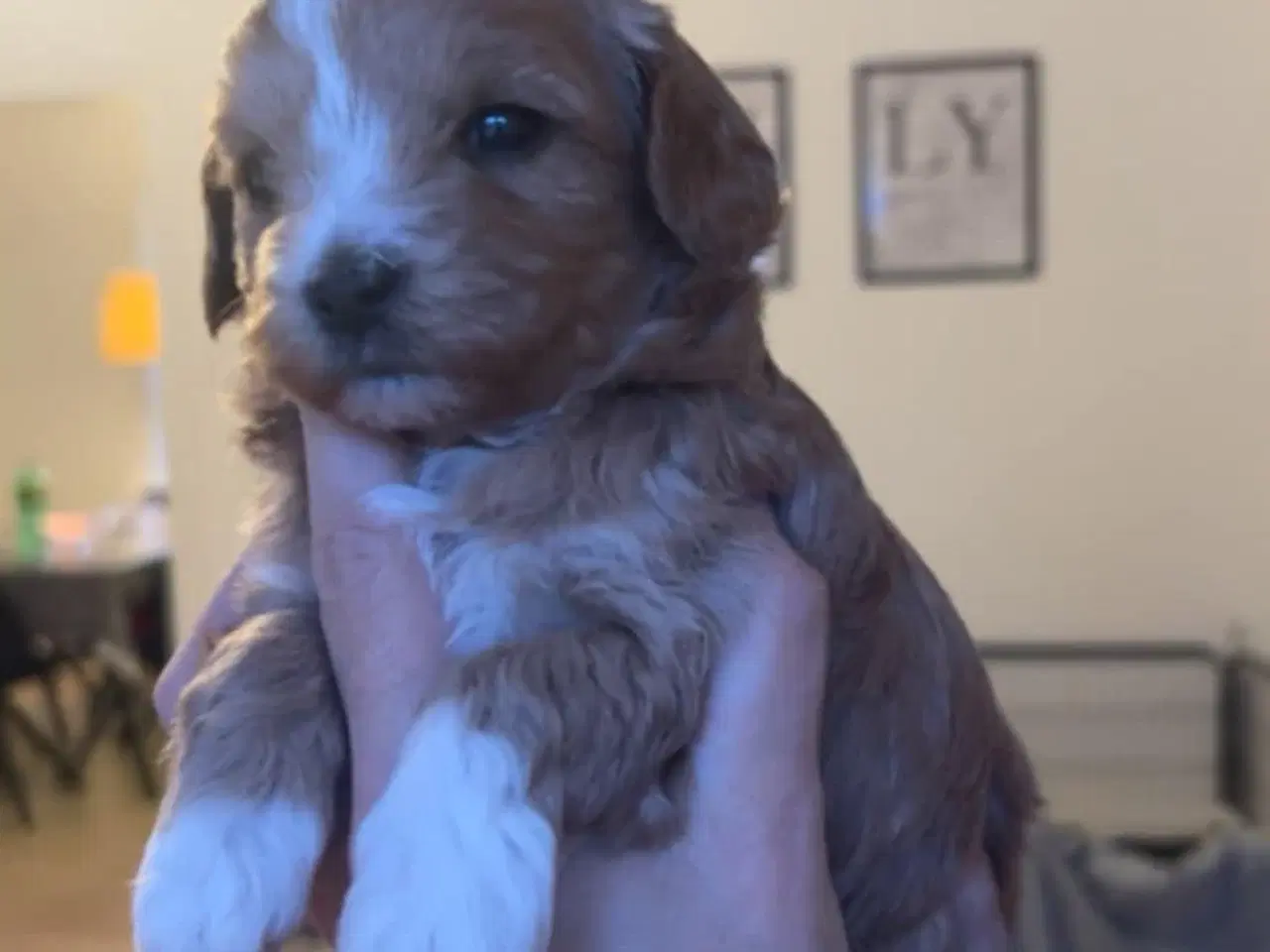 Billede 2 - Mini maltipoo hvalpe 