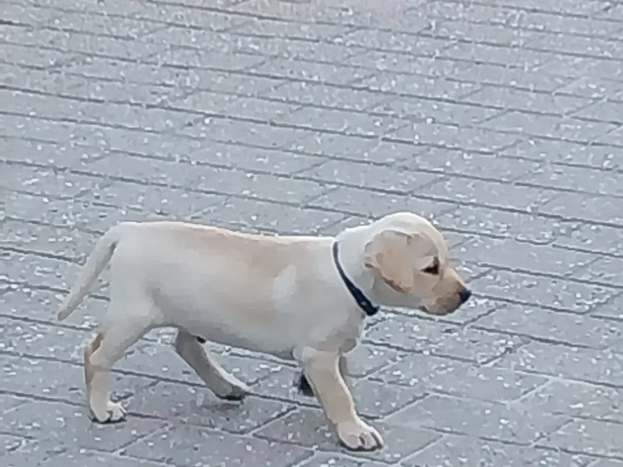 Billede 10 - Gule labrador hvalpe.