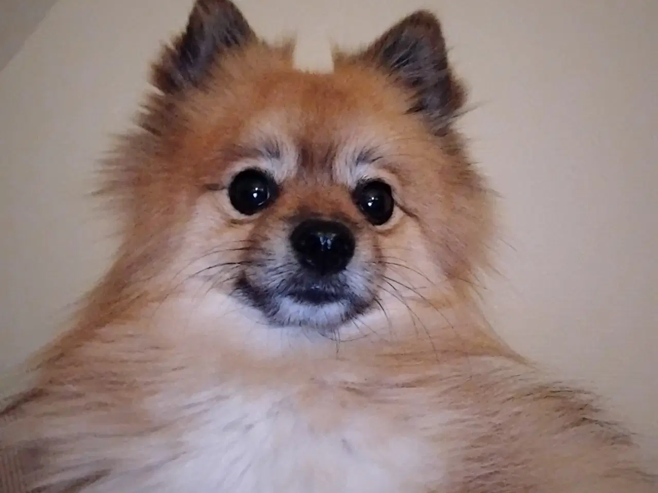 Billede 6 - Pomeranian