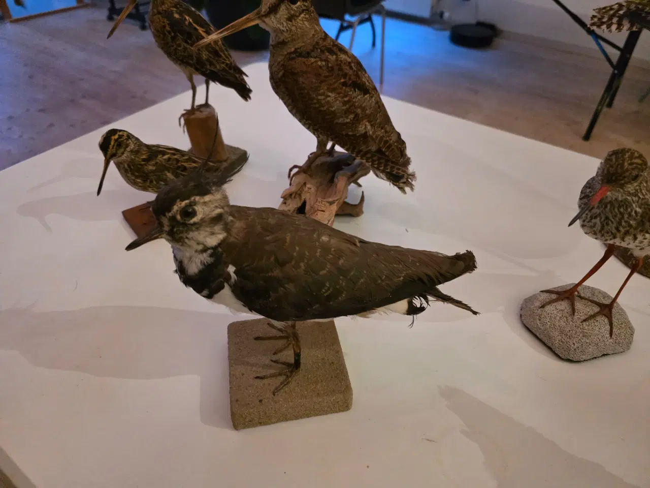 Billede 7 - Vadefugle, sælges samlet eller hver for sig