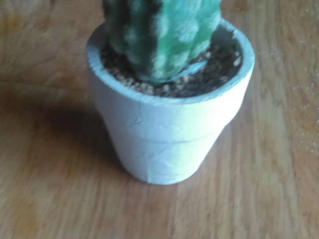 Billede 1 - Kunstige kaktusser