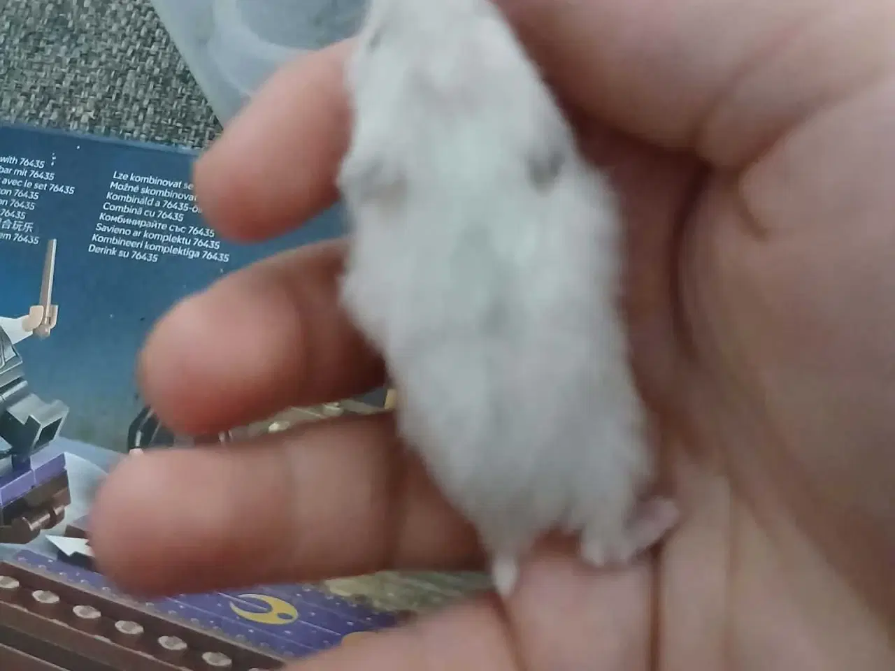 Billede 4 - Dværghamster unger