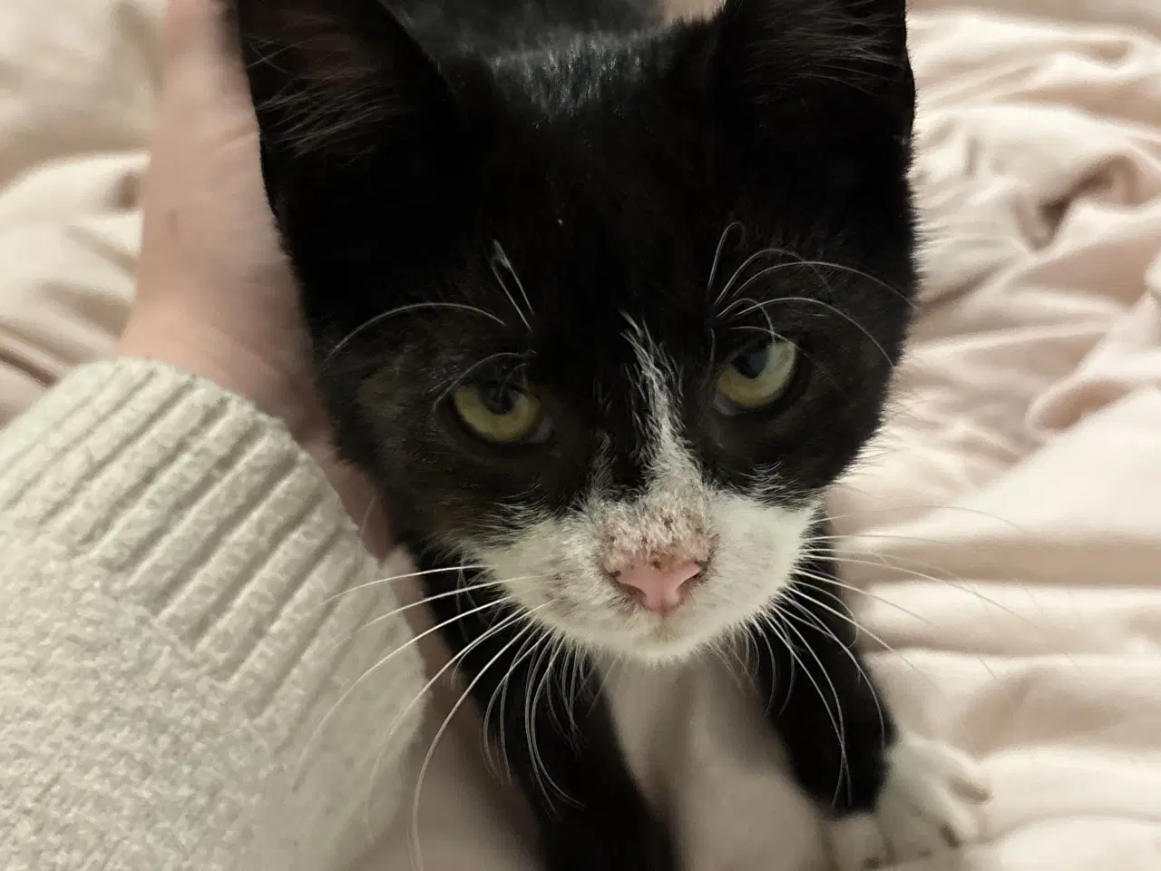 Billede 2 - Sort/hvid killing søger nyt hjem