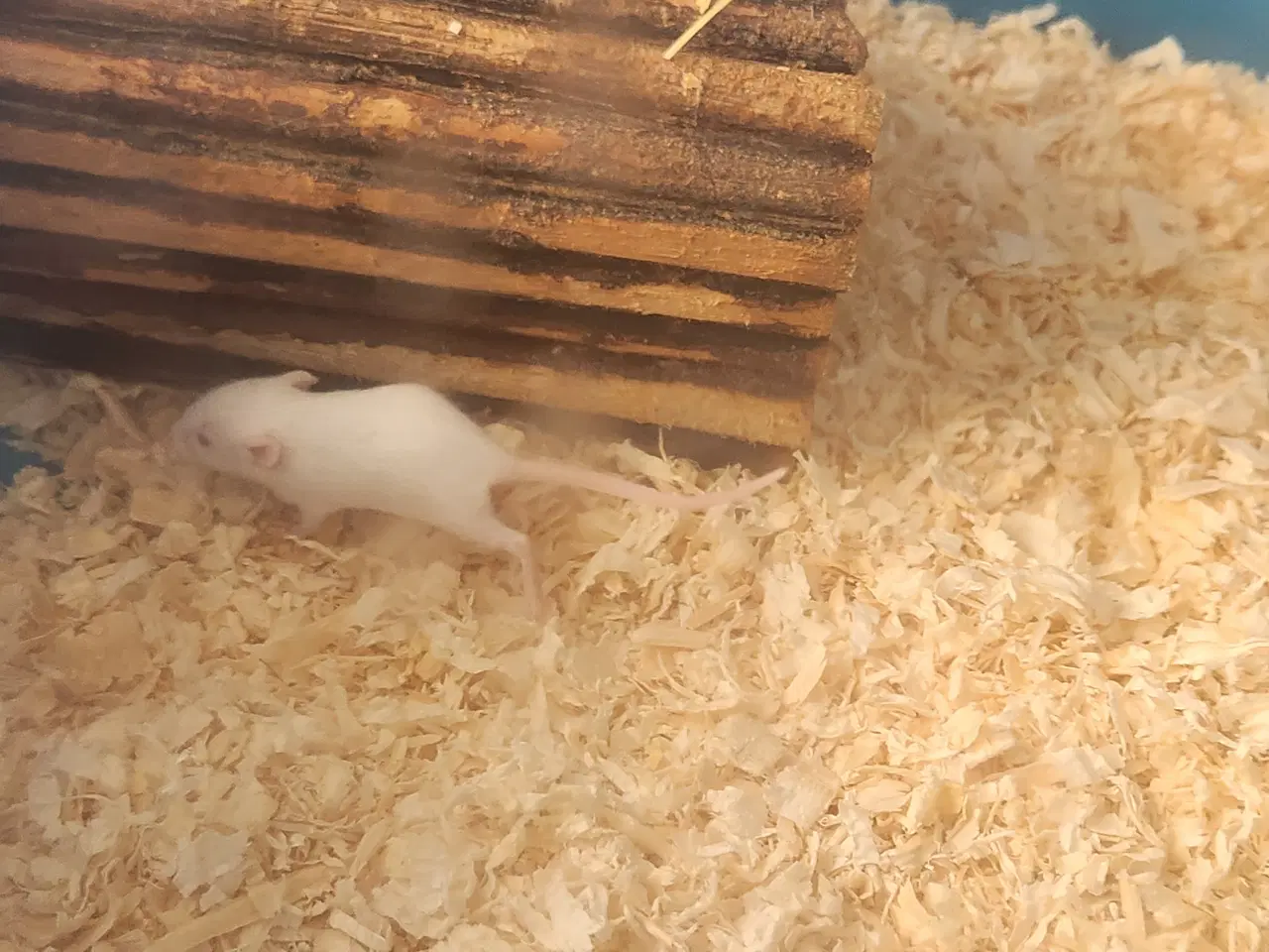 Billede 1 - Hvid mus sælge