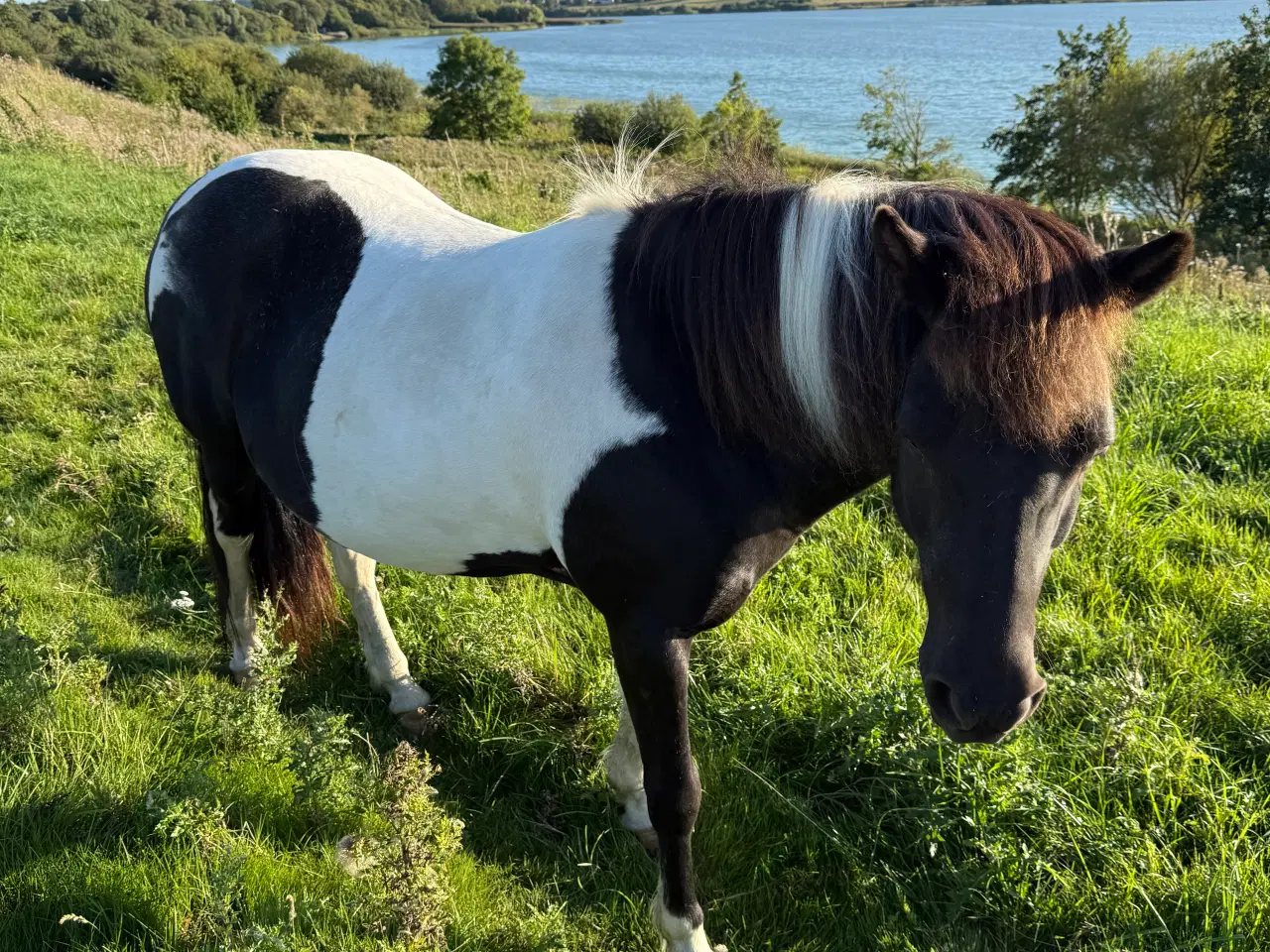 Billede 1 - Verdens sødeste hest - islænder
