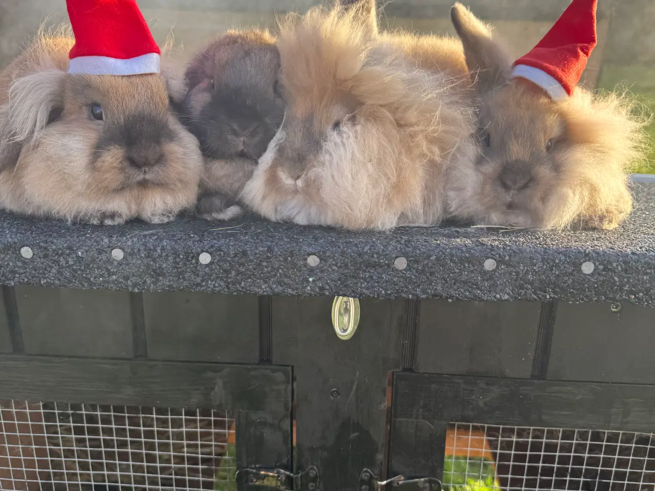 Billede 3 - Kanin unge 
