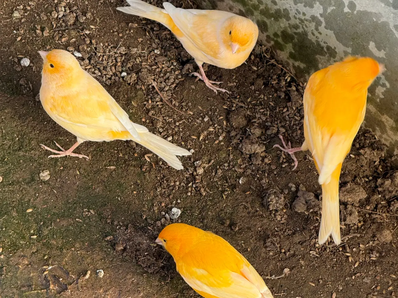 Billede 1 - Kanariefugle
