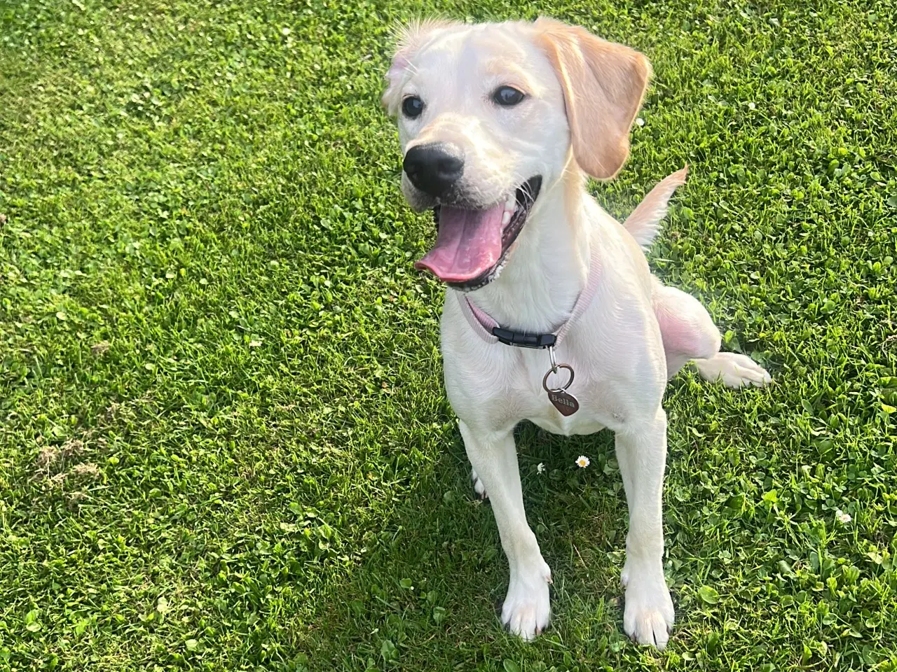 Billede 4 - Labrador 