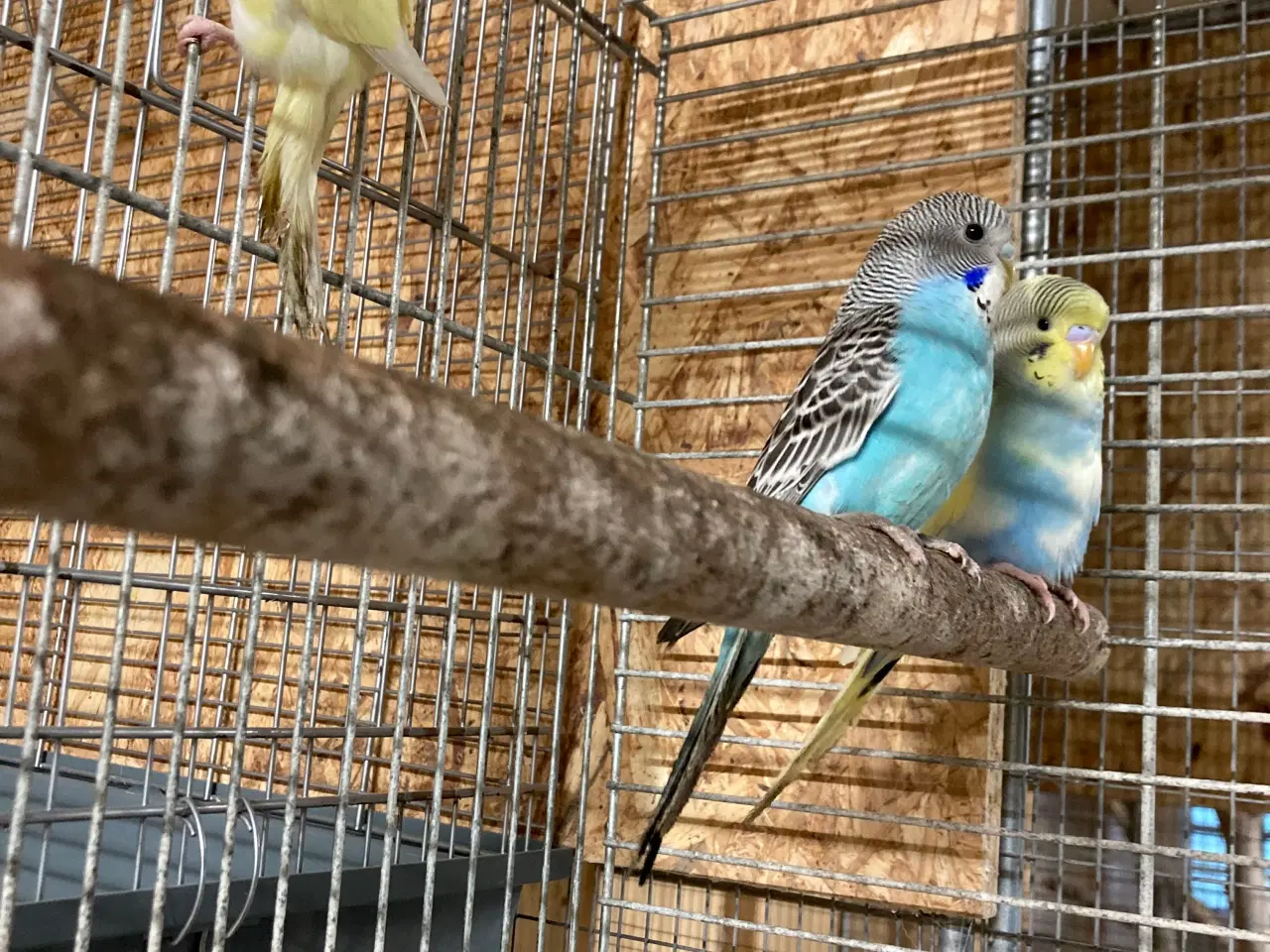 Billede 2 - Undulatunger lige kommet ud af kassen