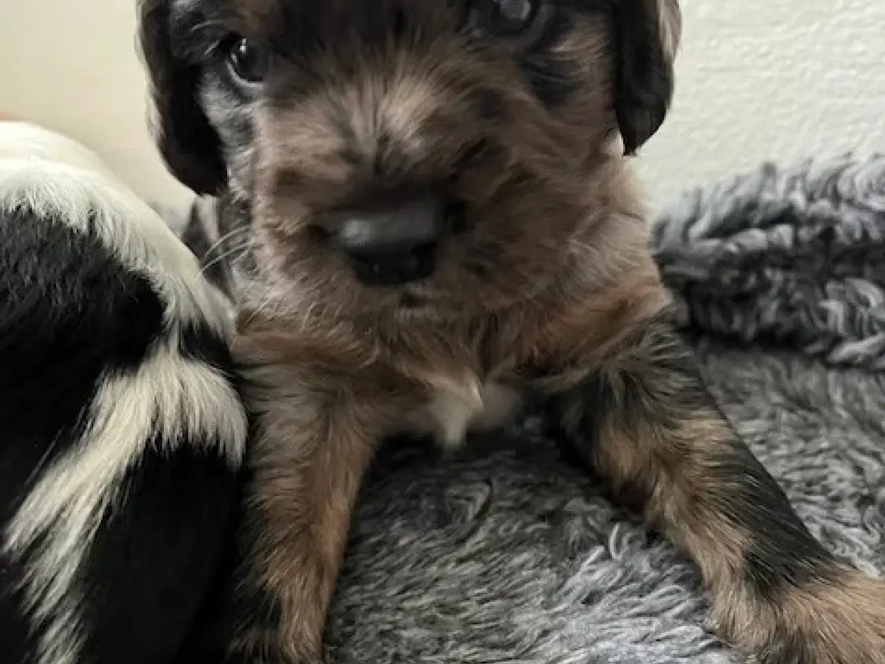 Billede 1 - Cockalier hvalpe med Aussie twist