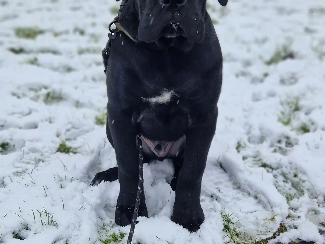 Billede 2 - Cane Corso