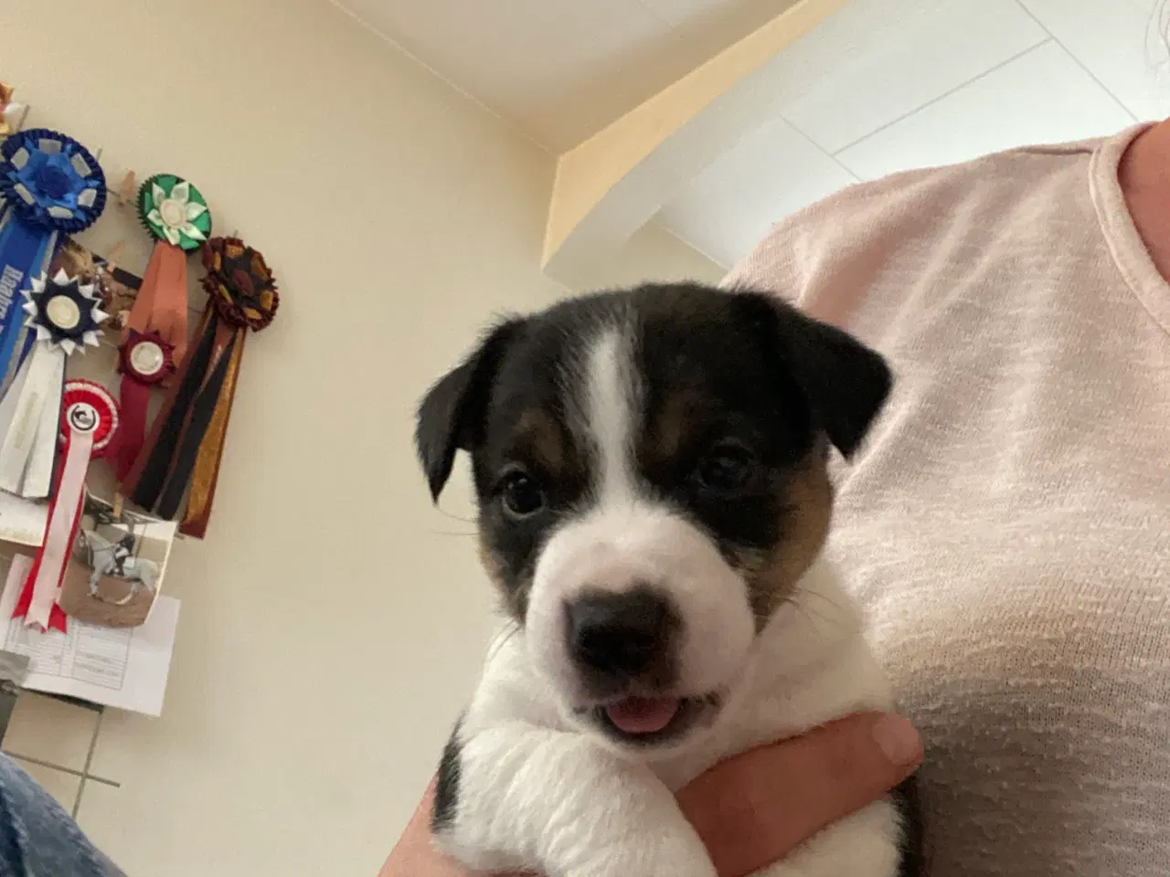 Billede 7 - Jack russel terrier 