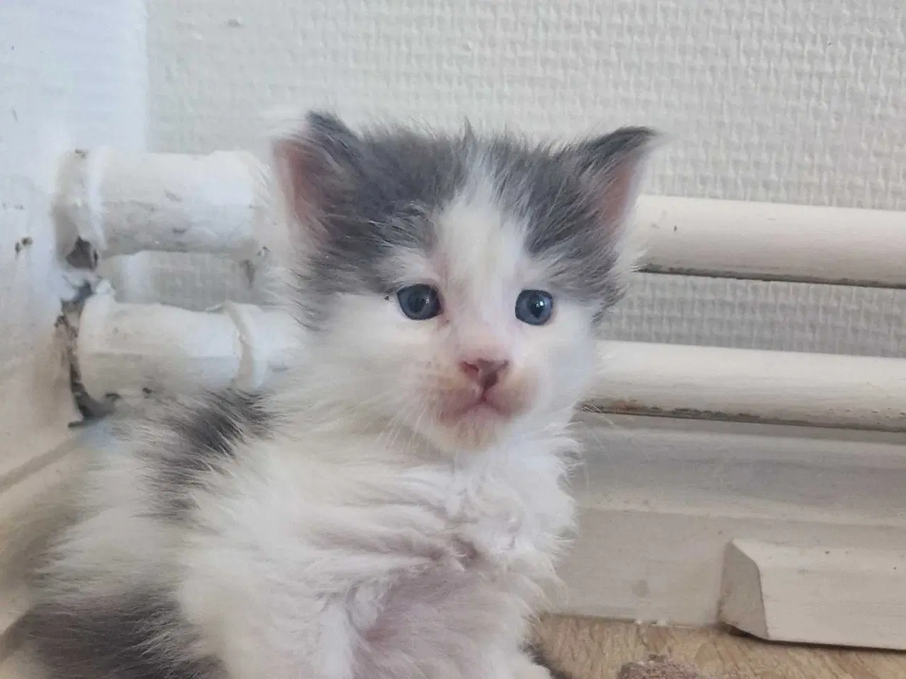 Billede 10 - Mainecoon killinger 