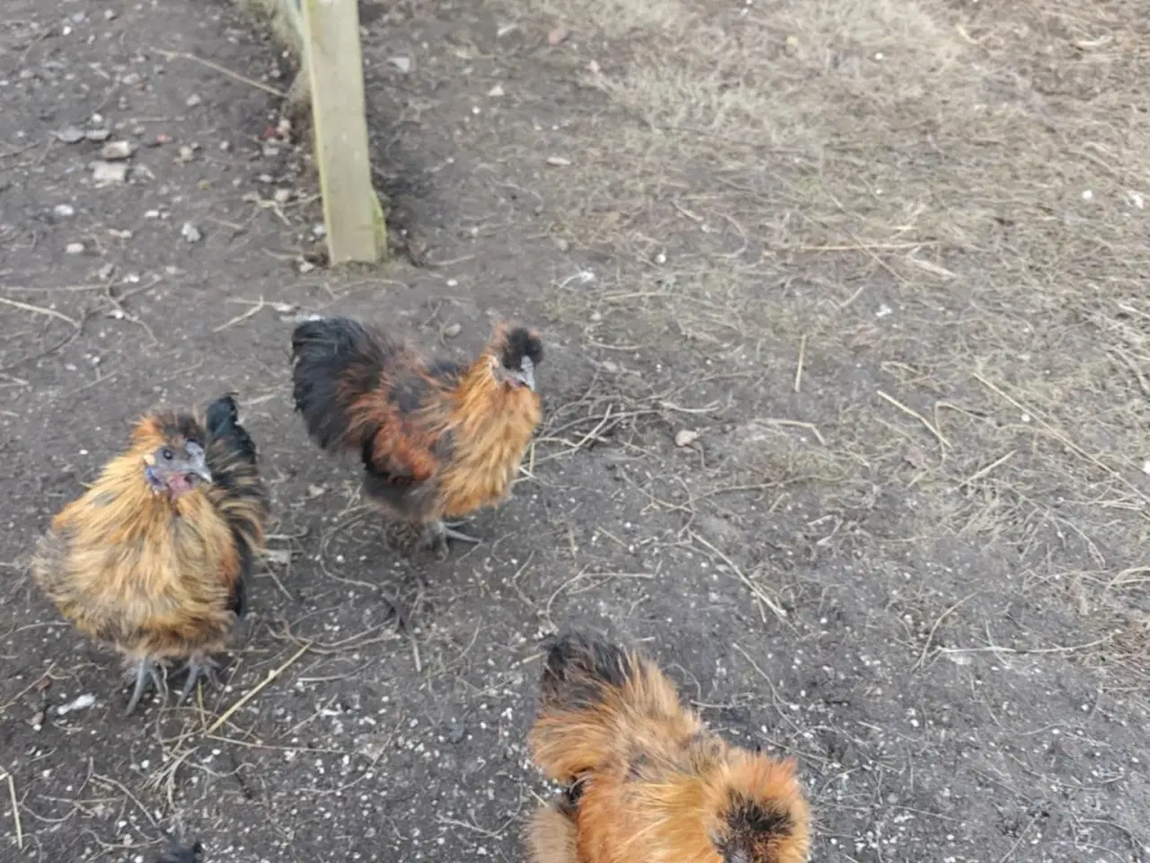 Billede 3 - Dværge silke haner 