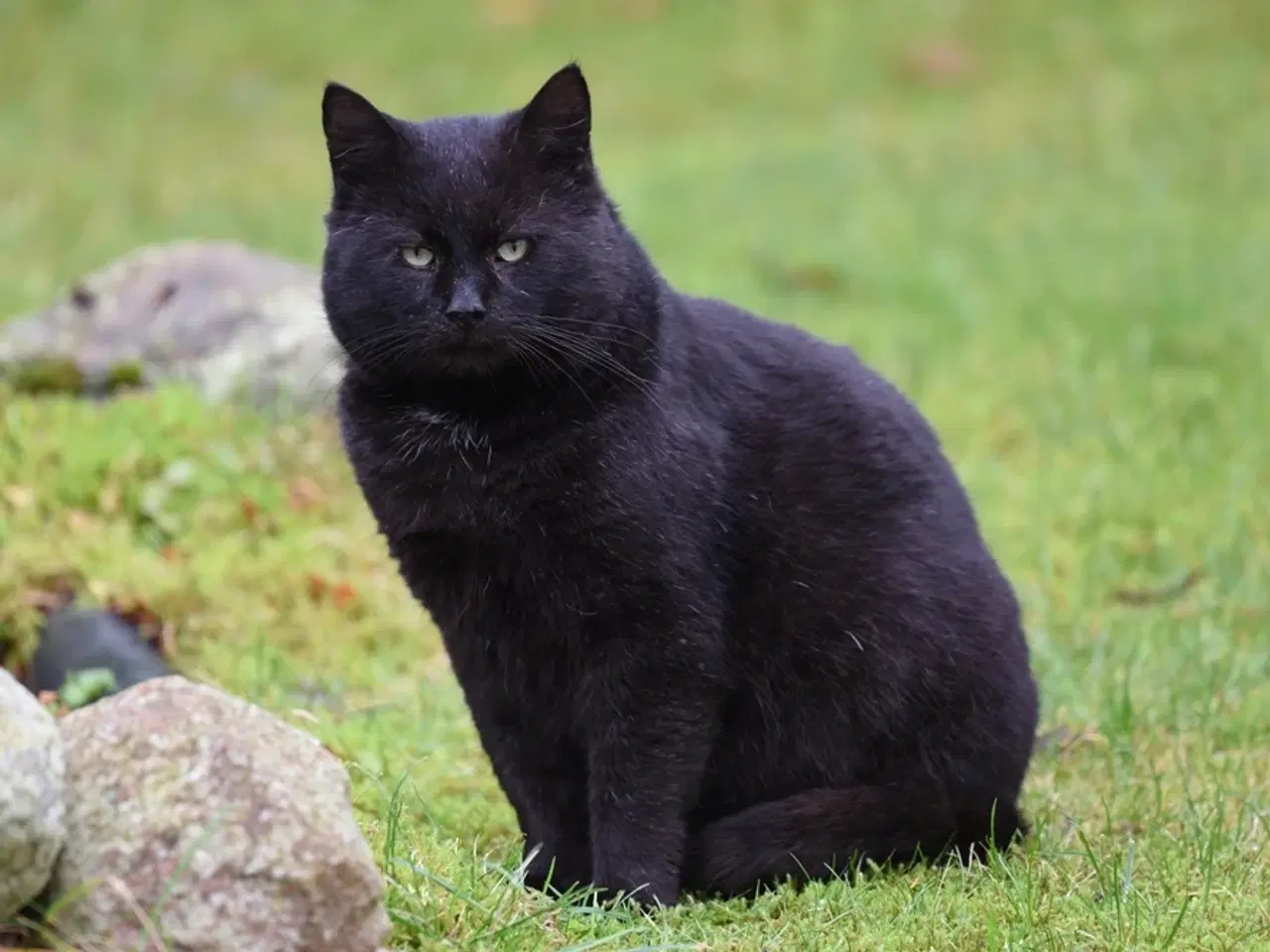 Billede 1 - Statslig sort hankat søger et roligt, kærligt hjem
