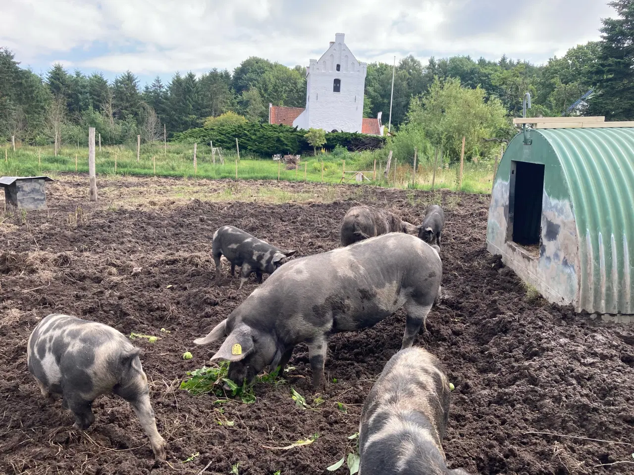 Billede 4 - Smågrise af dansk sortbroget landrace til salg