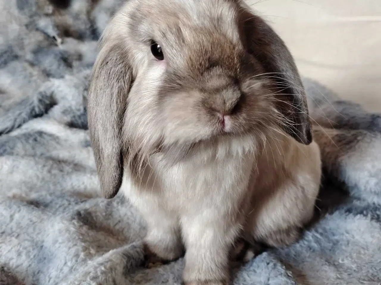 Billede 2 - Kastreret Indendørs Fri-Kanin, 10 mdr.🐰