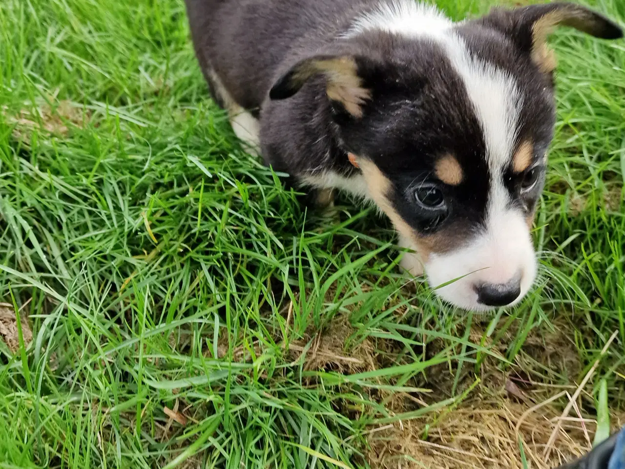 Billede 1 - Welsh Corgi Cardigan hvalpe