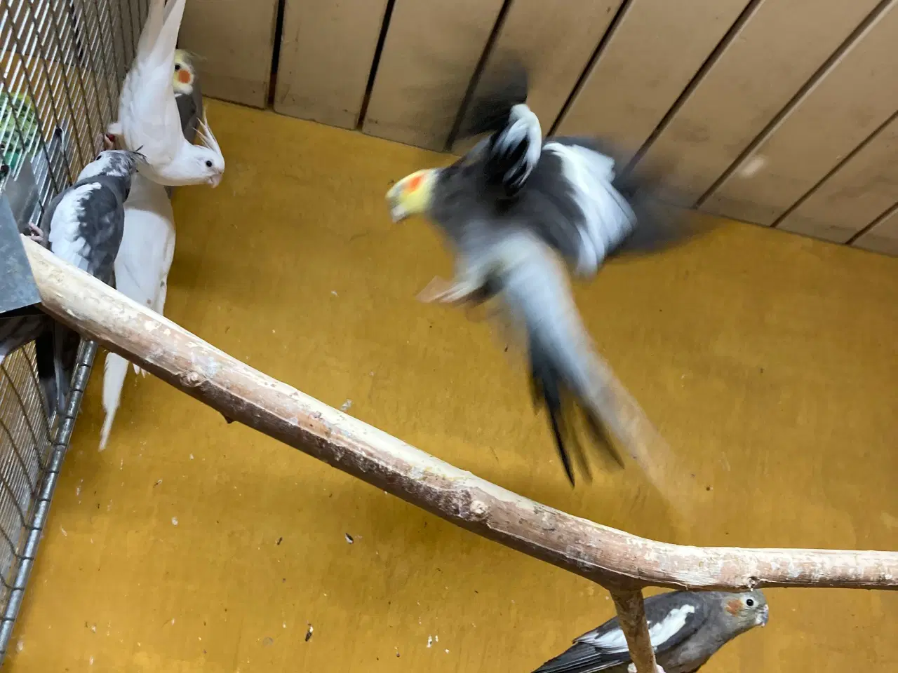 Billede 1 - Hvide nymferparekitter par