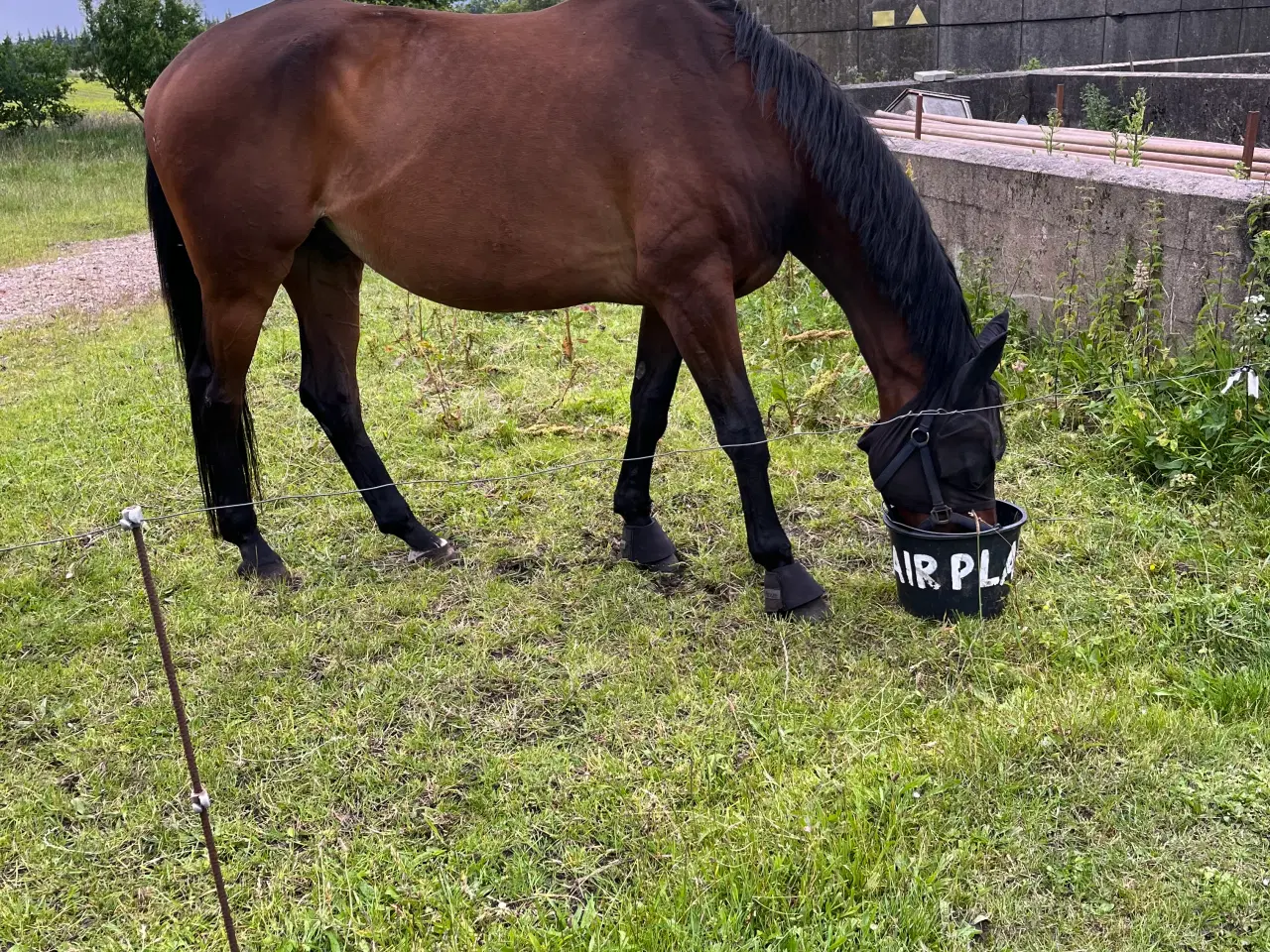 Billede 5 - Dansk varmblod, vallak 9 år