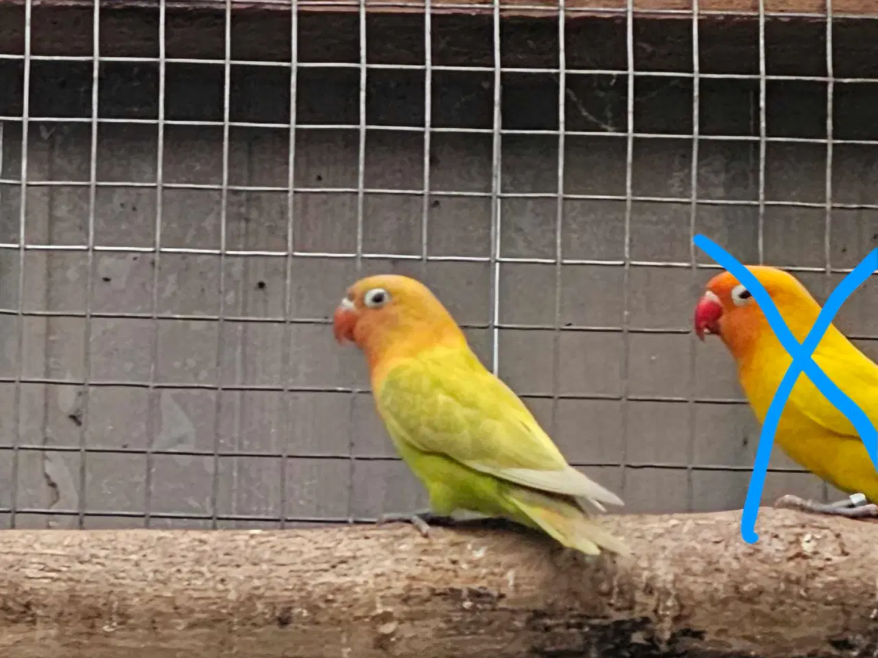 Billede 2 - Rødhovedet dværgpapegøje 