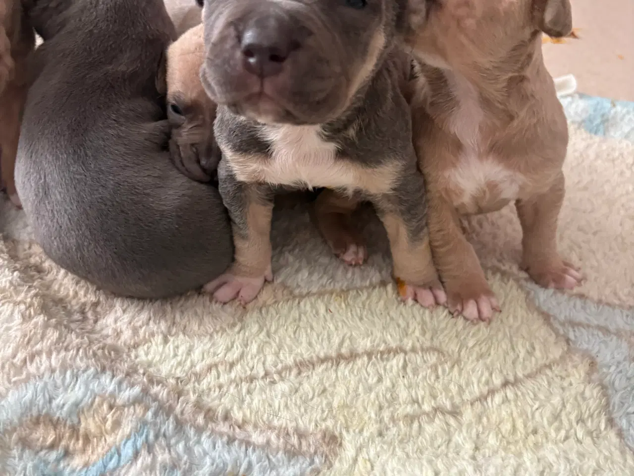 Billede 15 - American bully 🐶 