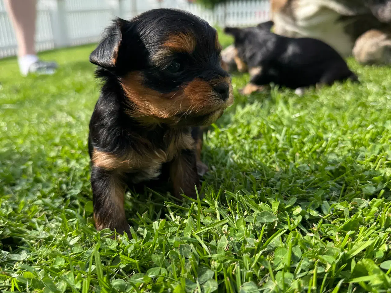 Billede 9 - Yorkshire Terrier Hvalpe