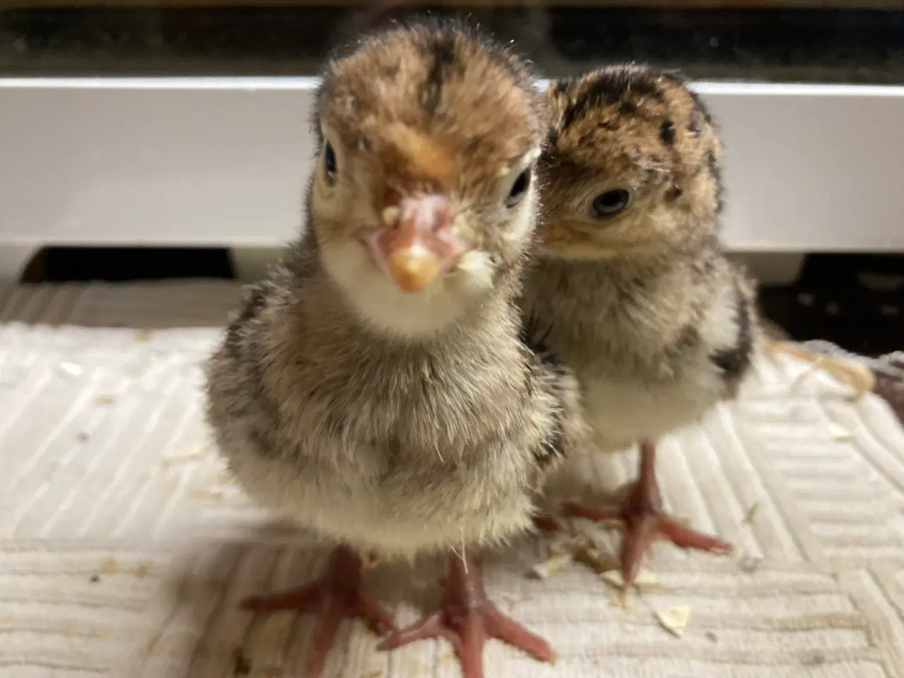 Billede 2 - Bronzefarvet kalkunkyllinger