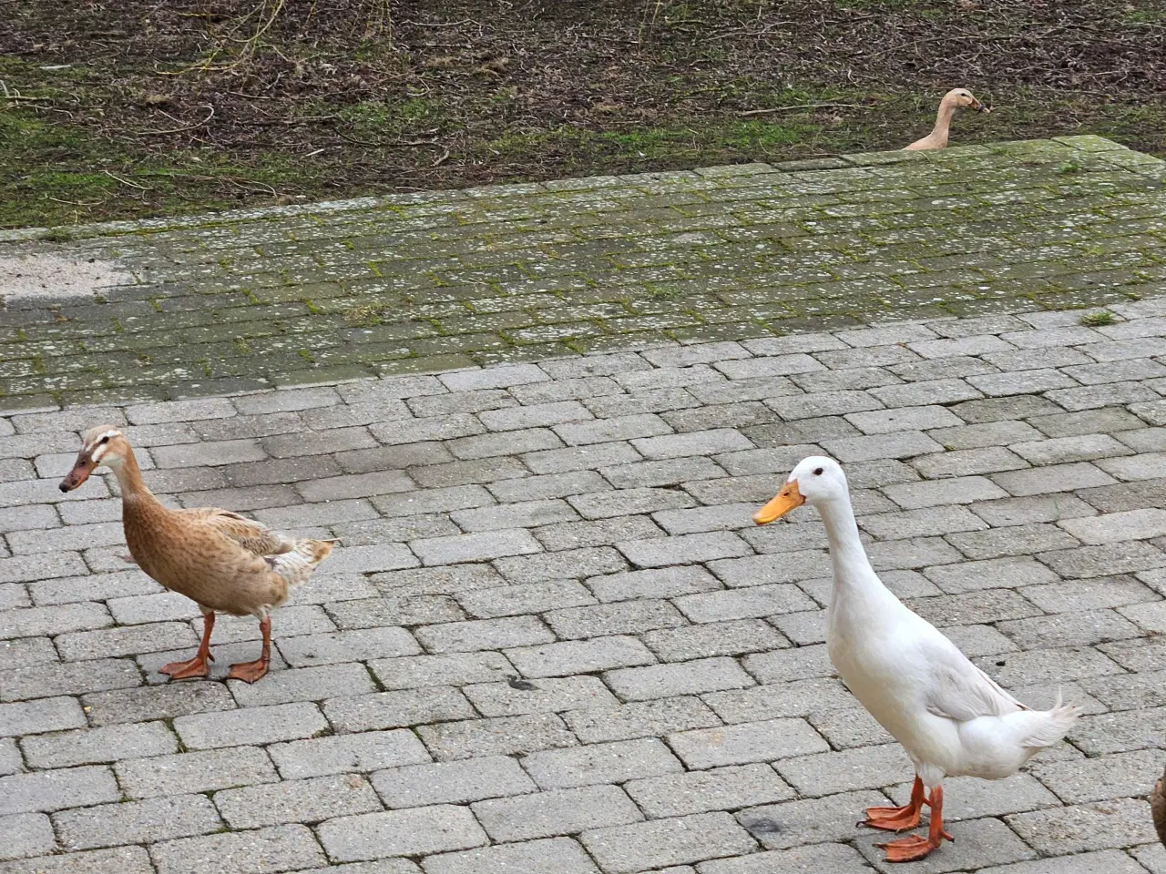 Billede 1 - Rugeæg fra løbeænder sælges