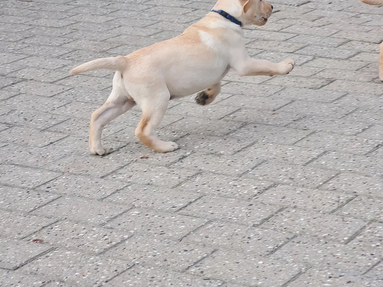 Billede 10 - Gule labrador hvalpe.