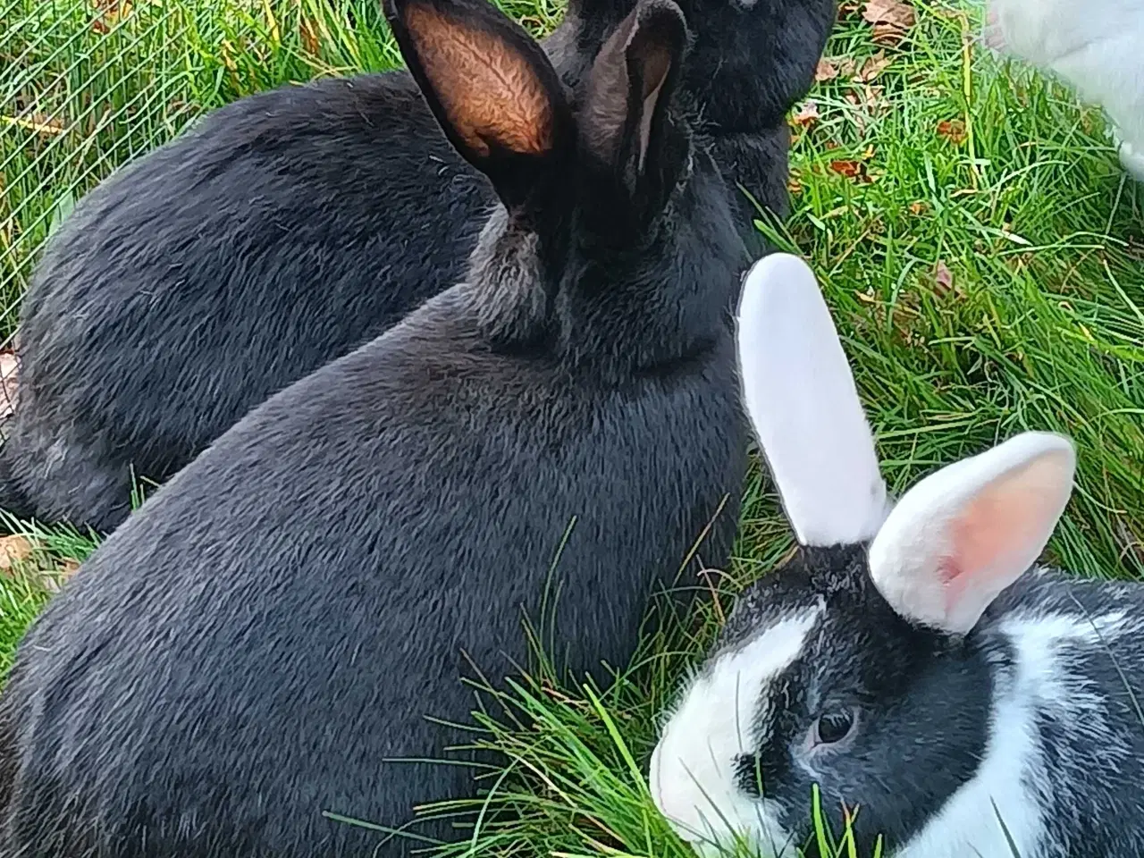 Billede 1 - Hvid Land/Holland