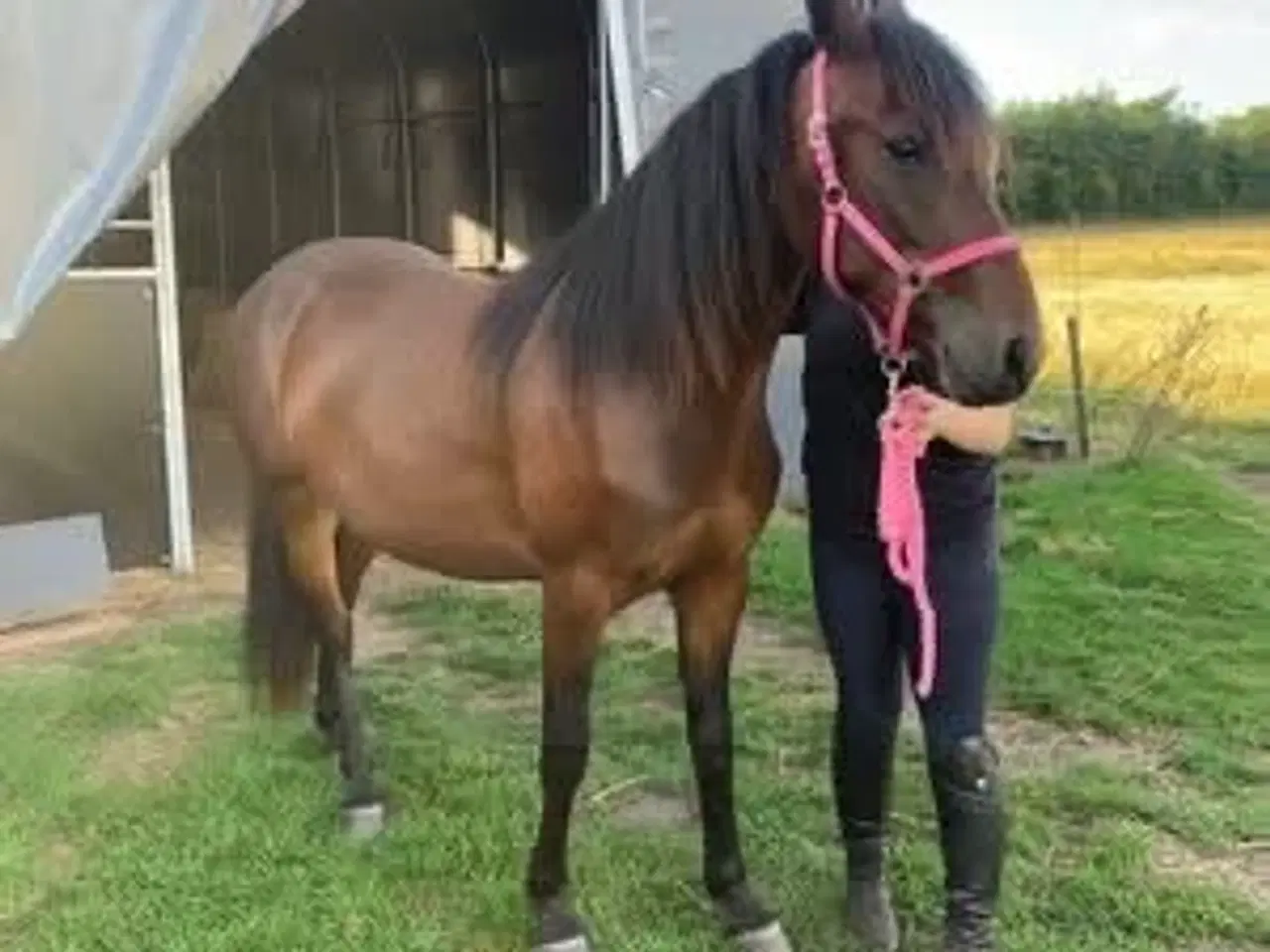 Billede 2 - 3 års hoppe