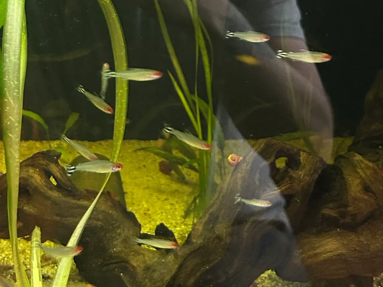 Billede 4 - 🔥🐟 Rødnæsetetra – perfekte stimefisk til akvarie