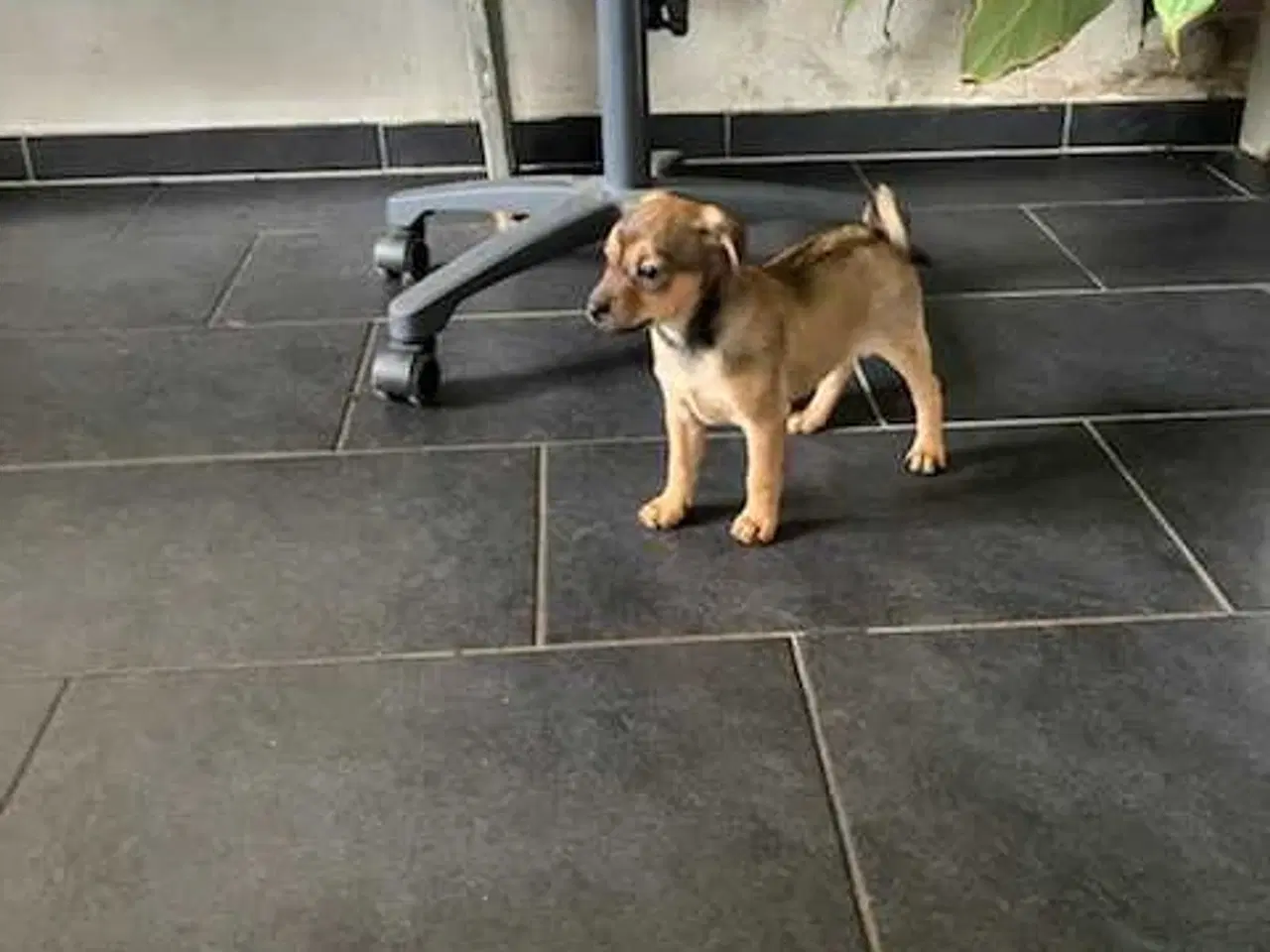 Billede 5 - Dværgpinscher/ dansk svensk gårdhund bla