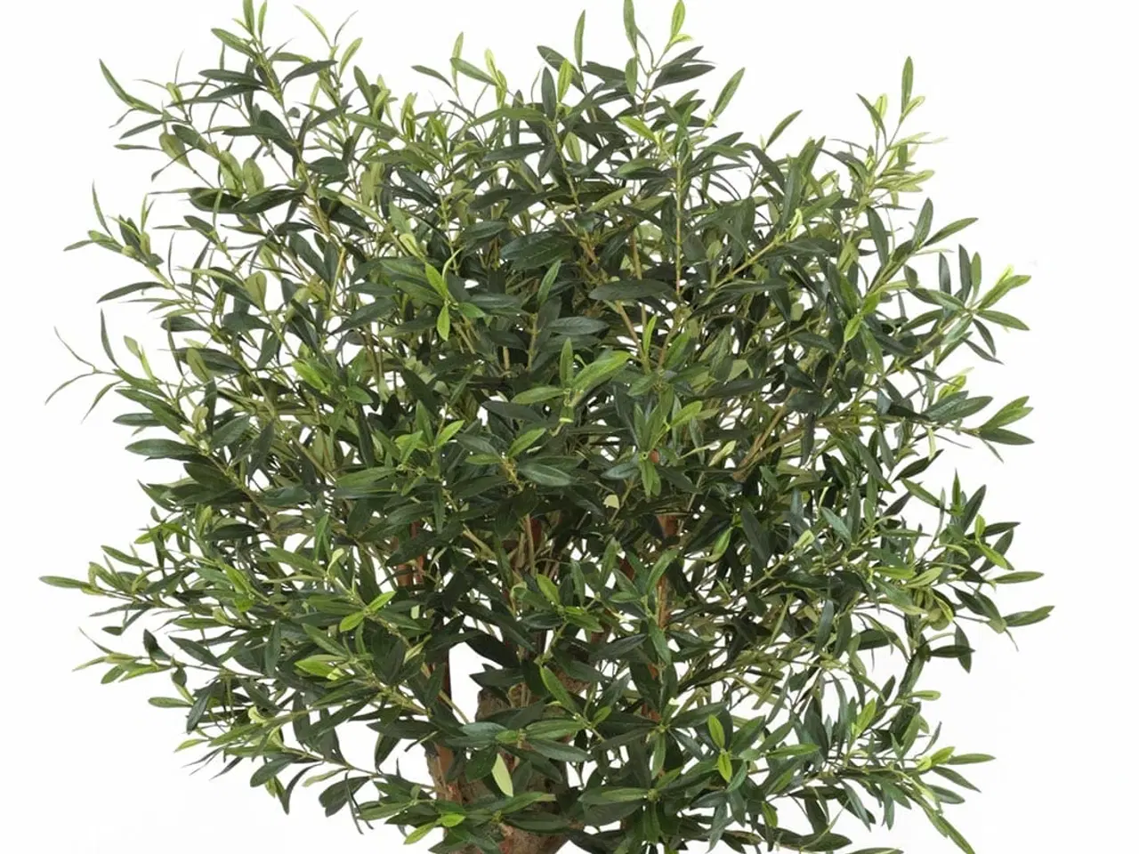 Billede 3 - Oliventræ 140 cm